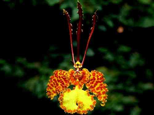 Psychopsis kramerianum